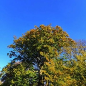 Du ciel bleu à Lille (‼️) = couleurs d'automne sur l'architecture, les arbres et @mai_lv